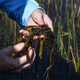 Man holding up algae near waterway